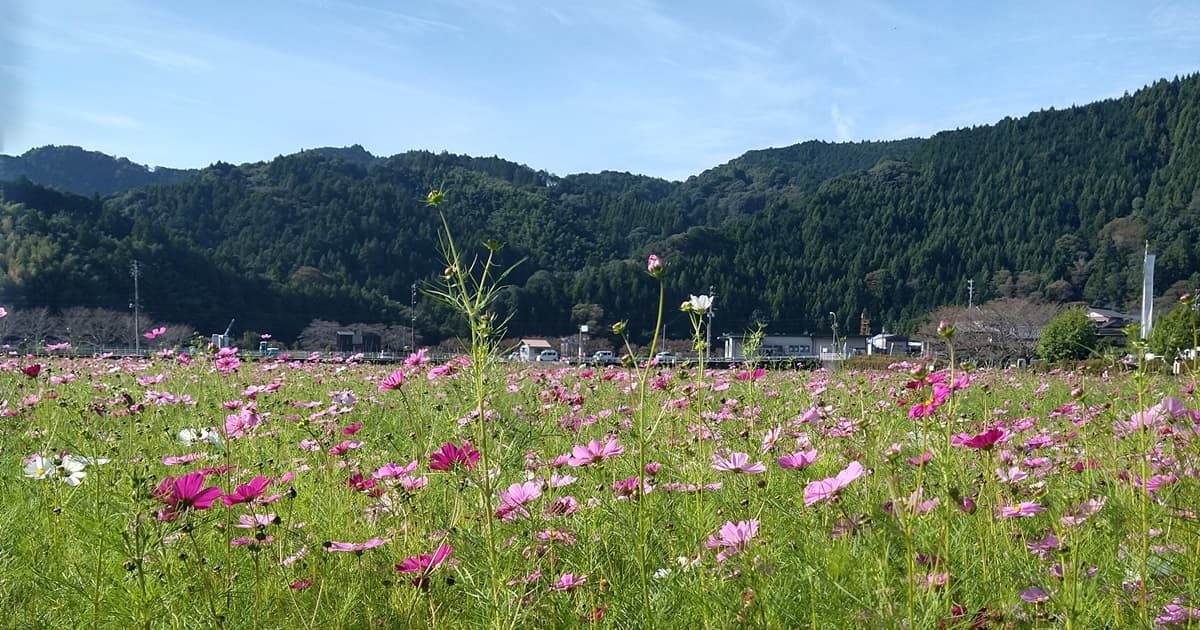 岡部町 殿地区 コスモス畑 玉露の里 藤枝