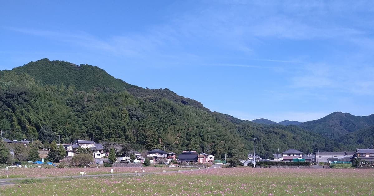 岡部町 殿地区 コスモス畑 玉露の里 藤枝