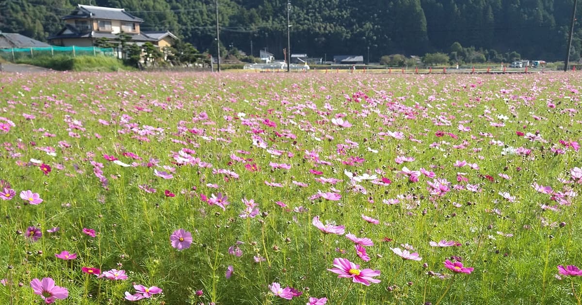 岡部町 殿地区 コスモス畑 玉露の里 藤枝