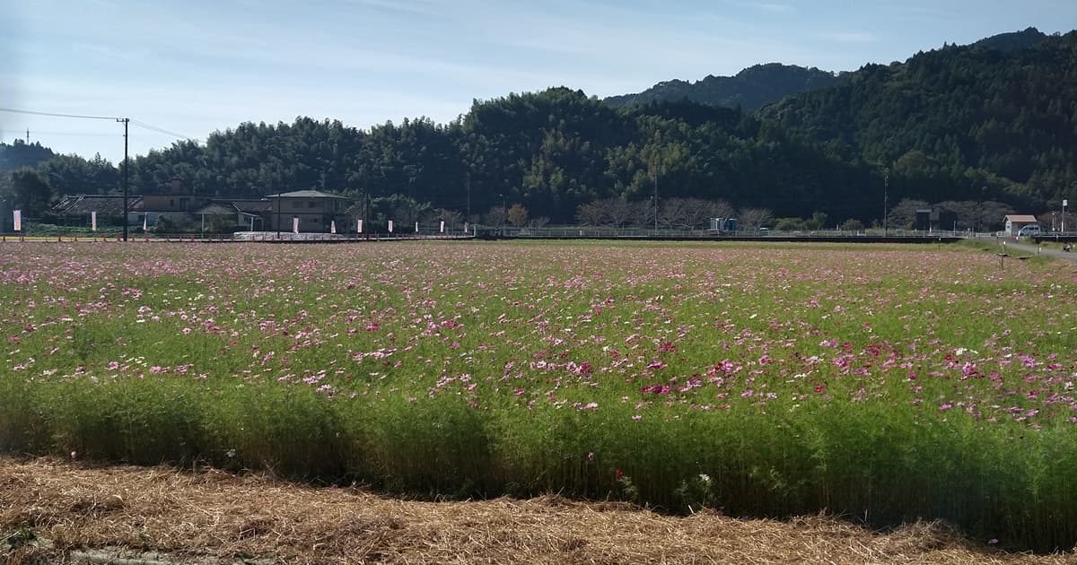 岡部町 殿地区 コスモス畑 玉露の里 藤枝