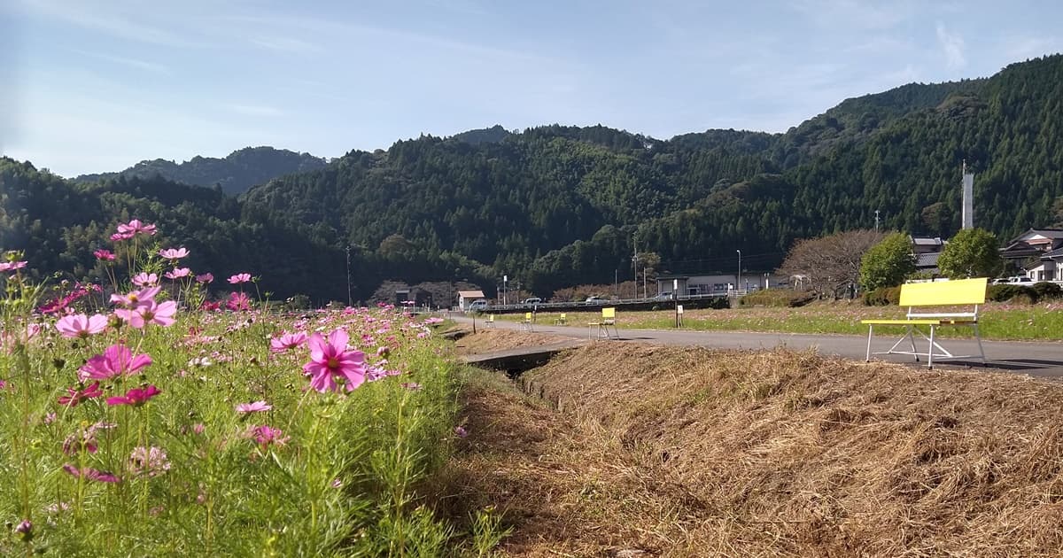 岡部町 殿地区 コスモス畑 玉露の里 藤枝
