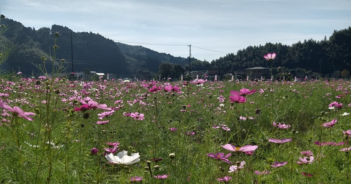 岡部町 殿地区 コスモス畑 玉露の里 藤枝